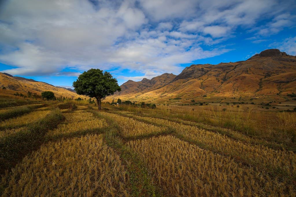 Rizières en Afrique, photo d’illustration