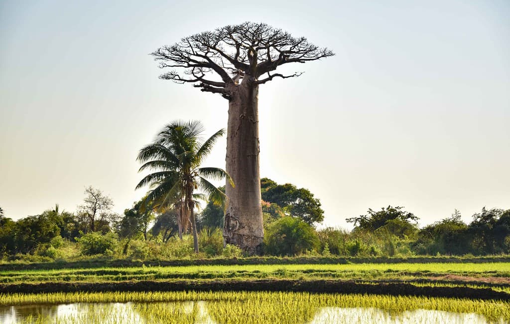 Baobab, photo d’illustration