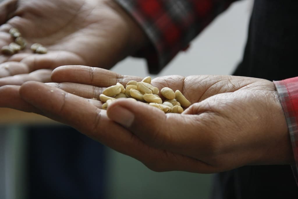 The shape, colour and odour of beans, photo d’illustration